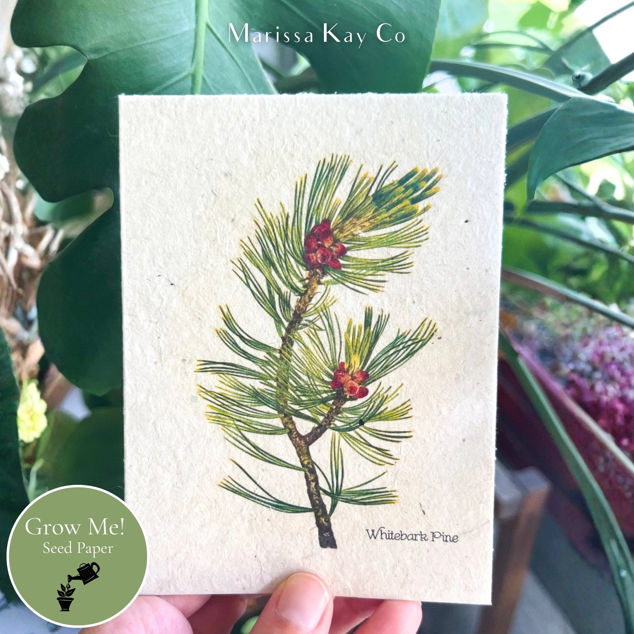 All-Occasion Card + Personal Note – Plantable Seed Paper, Whitebark Pine– Single