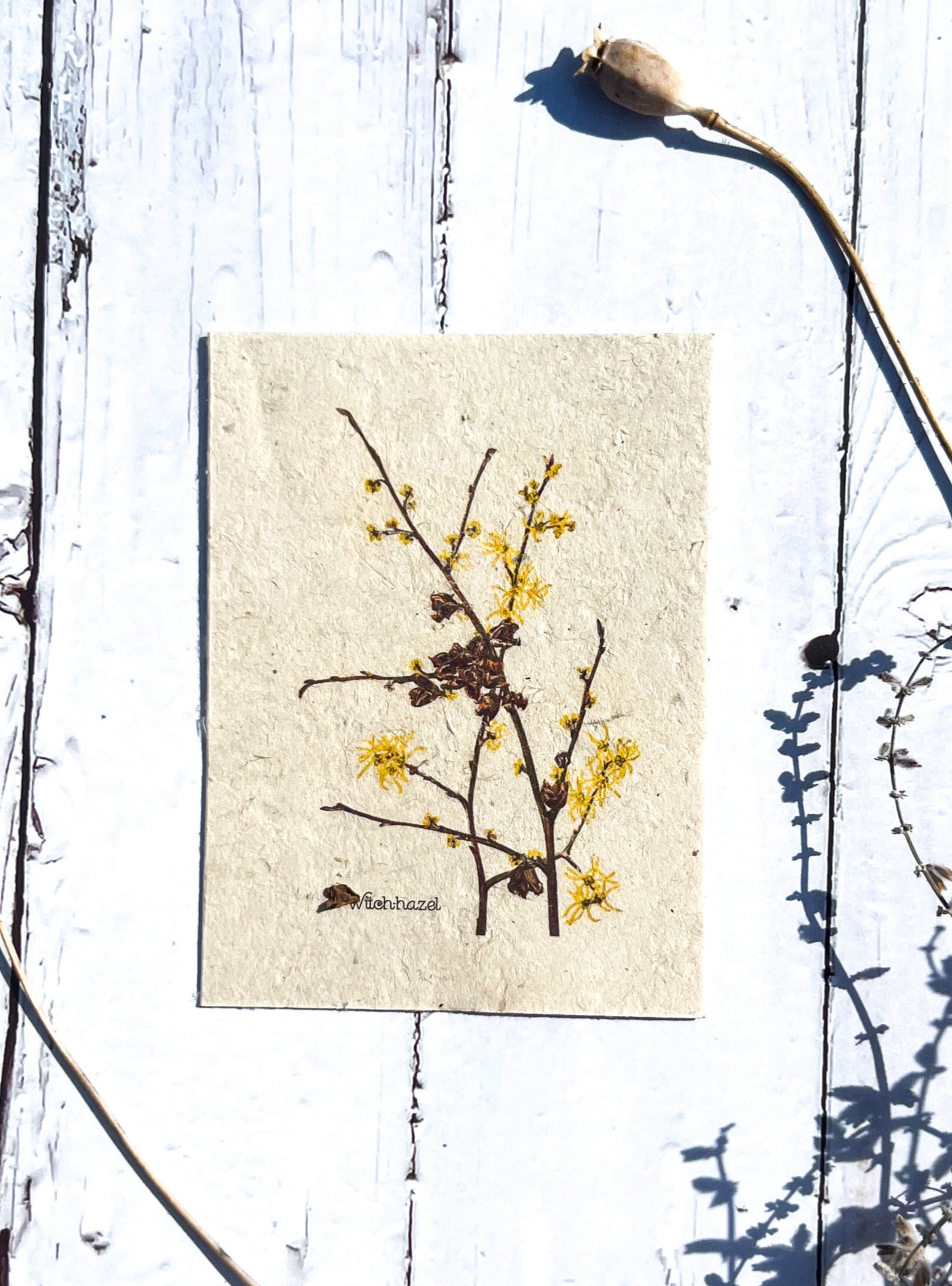 Plantable Seed Card || Zero Waste || Supports Women || Eco-friendly || MVW1