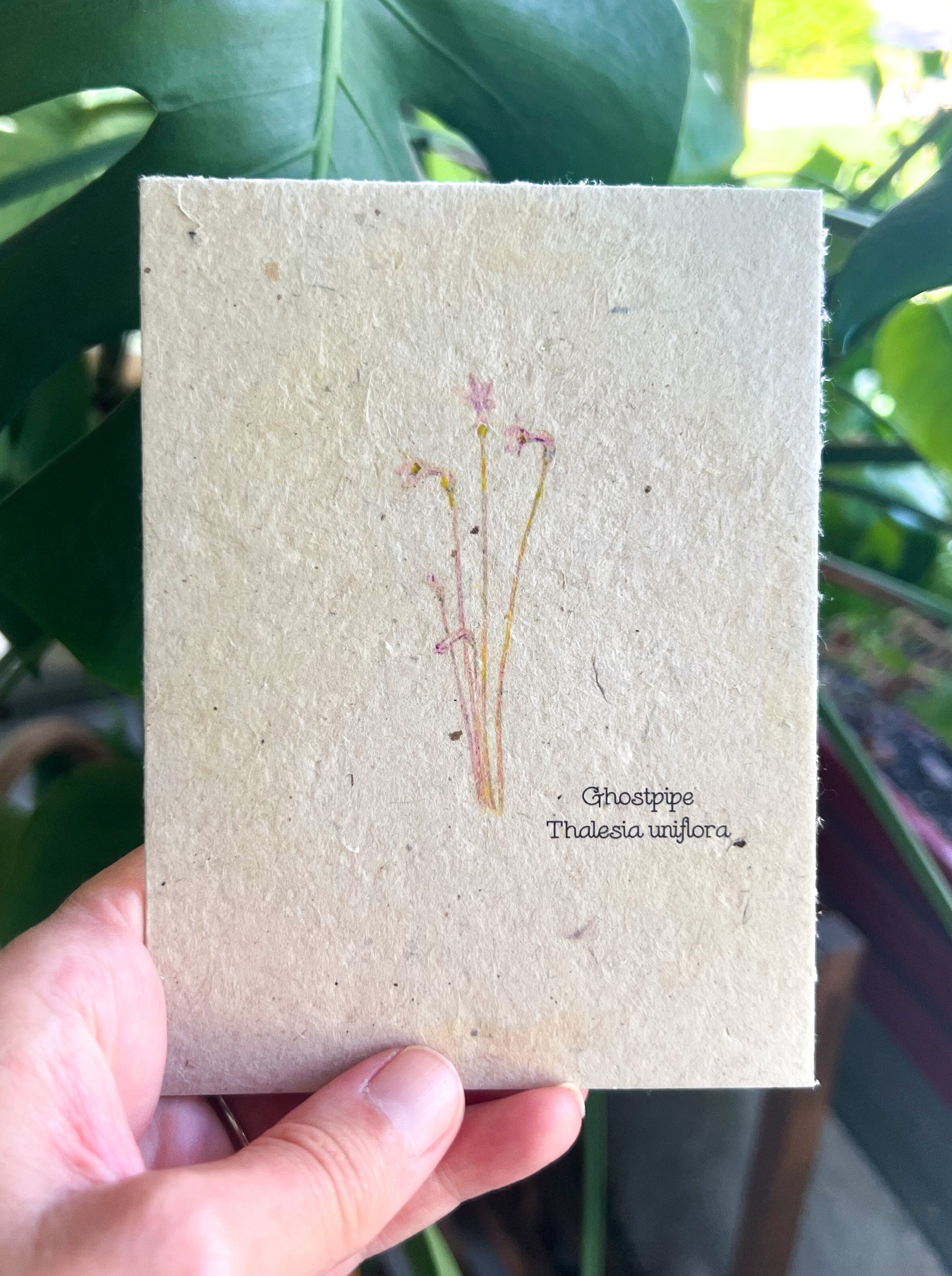 Botanical Plantable Seed Card || Zero Waste || Supports Women || Eco-friendly || MVW11
