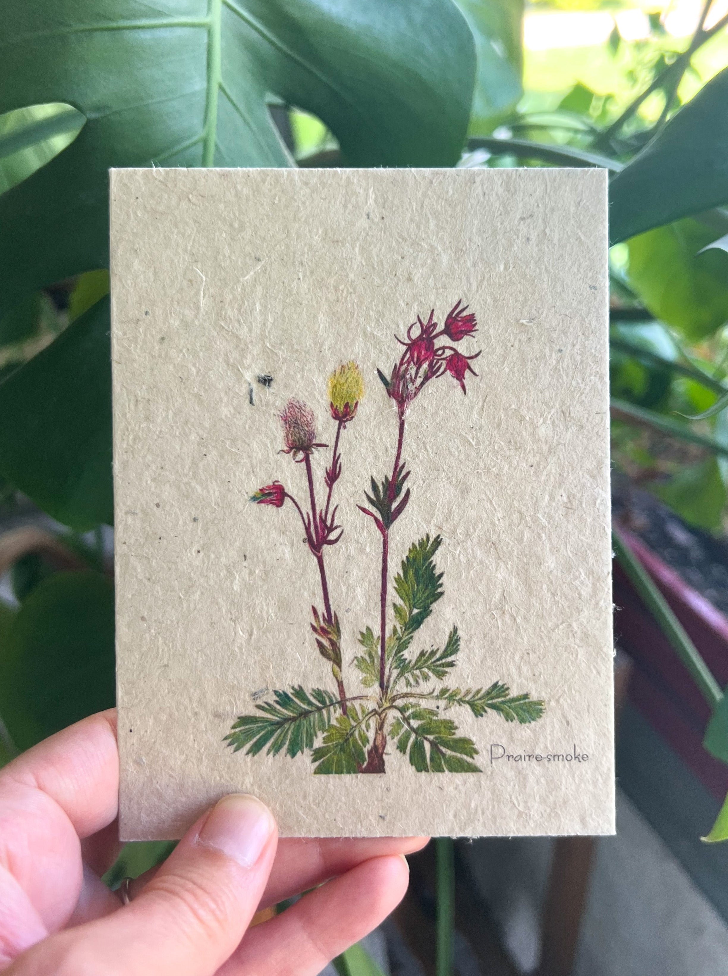 Botanical Plantable Seed Card || Zero Waste || Supports Women || Eco-friendly || MVW13