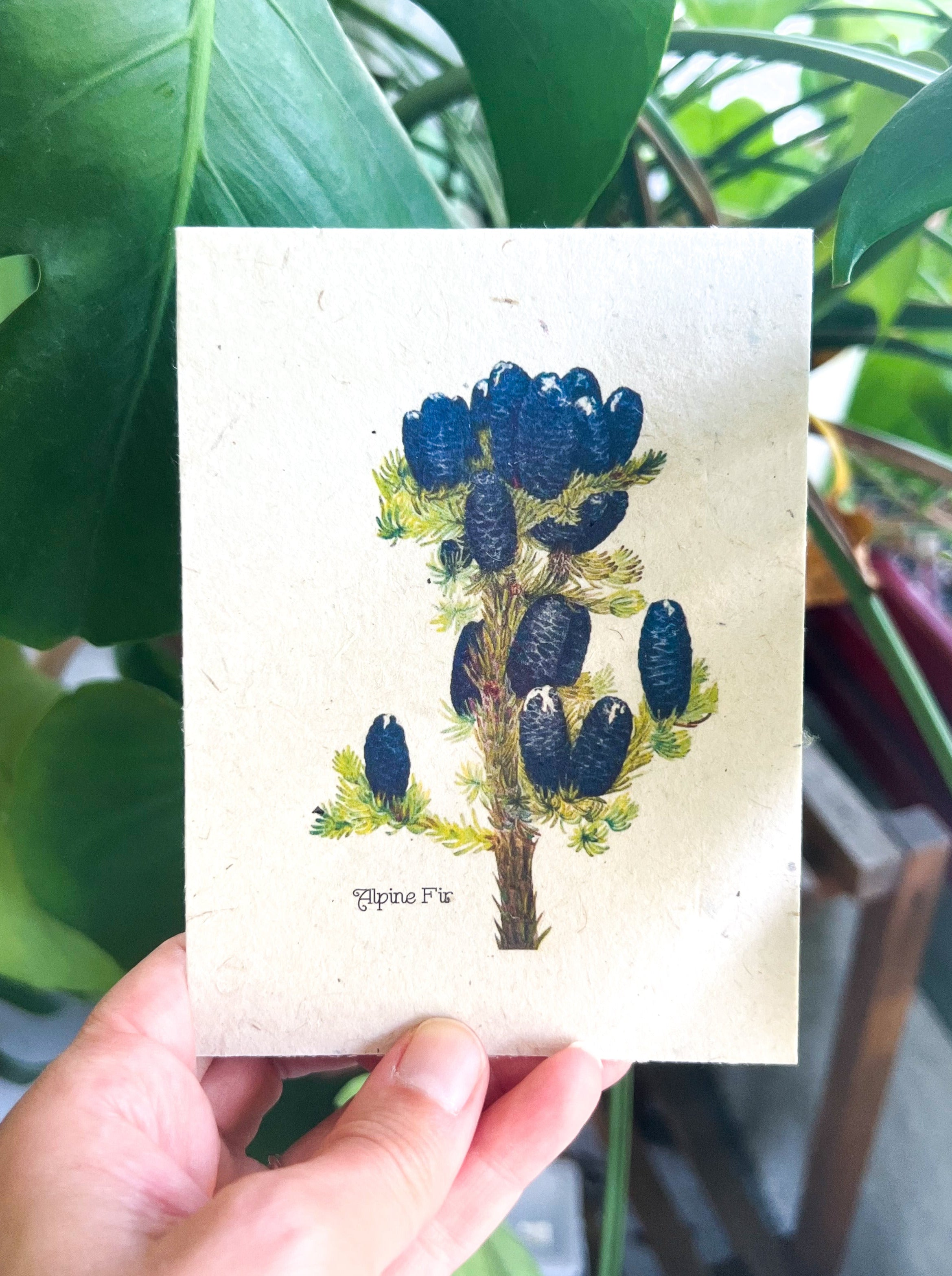 Botanical Plantable Seed Card || Zero Waste || Supports Women || Eco-friendly || MVW4