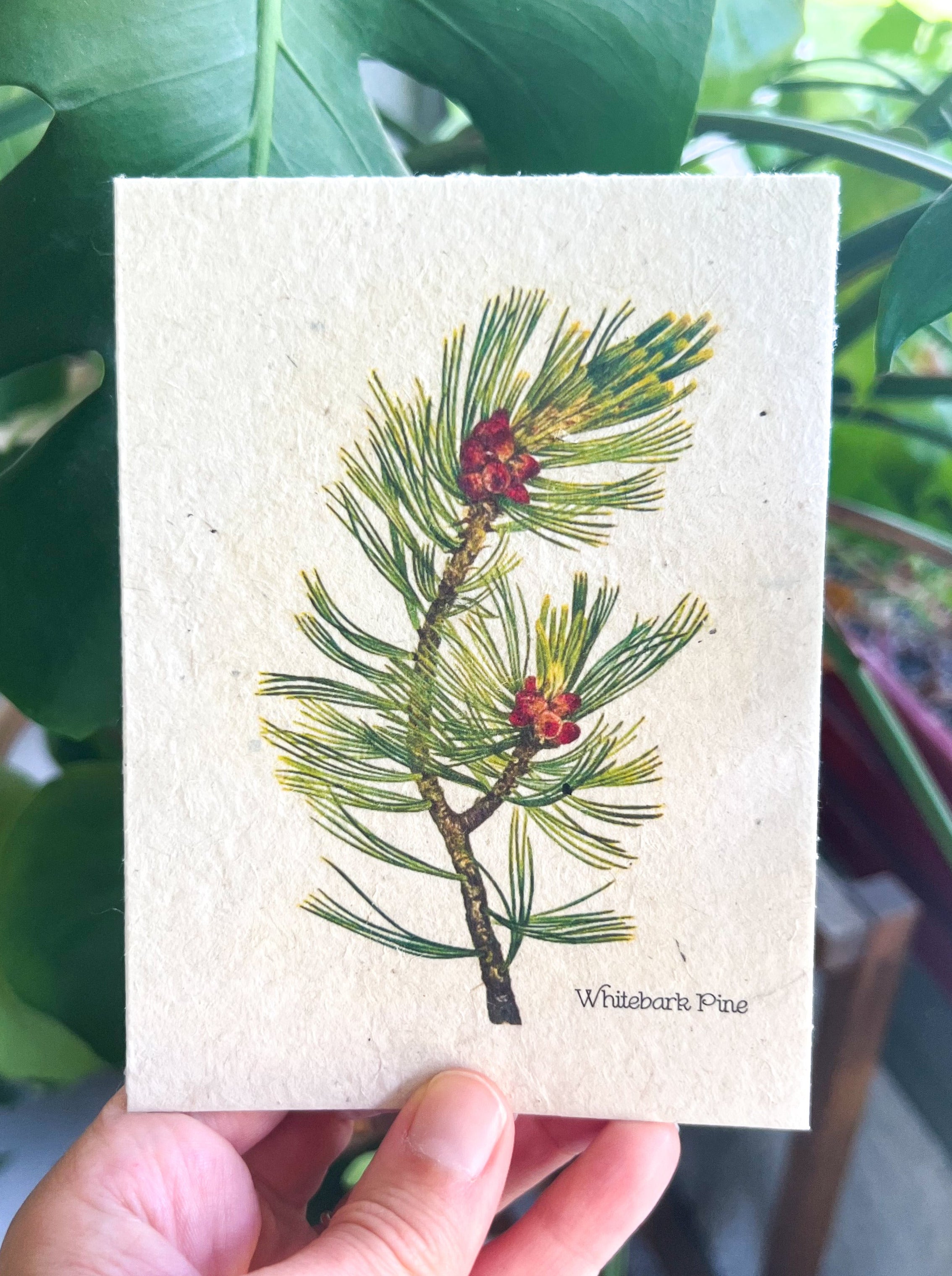 Botanical Plantable Seed Card || Zero Waste || Supports Women || Eco-friendly || MVW6