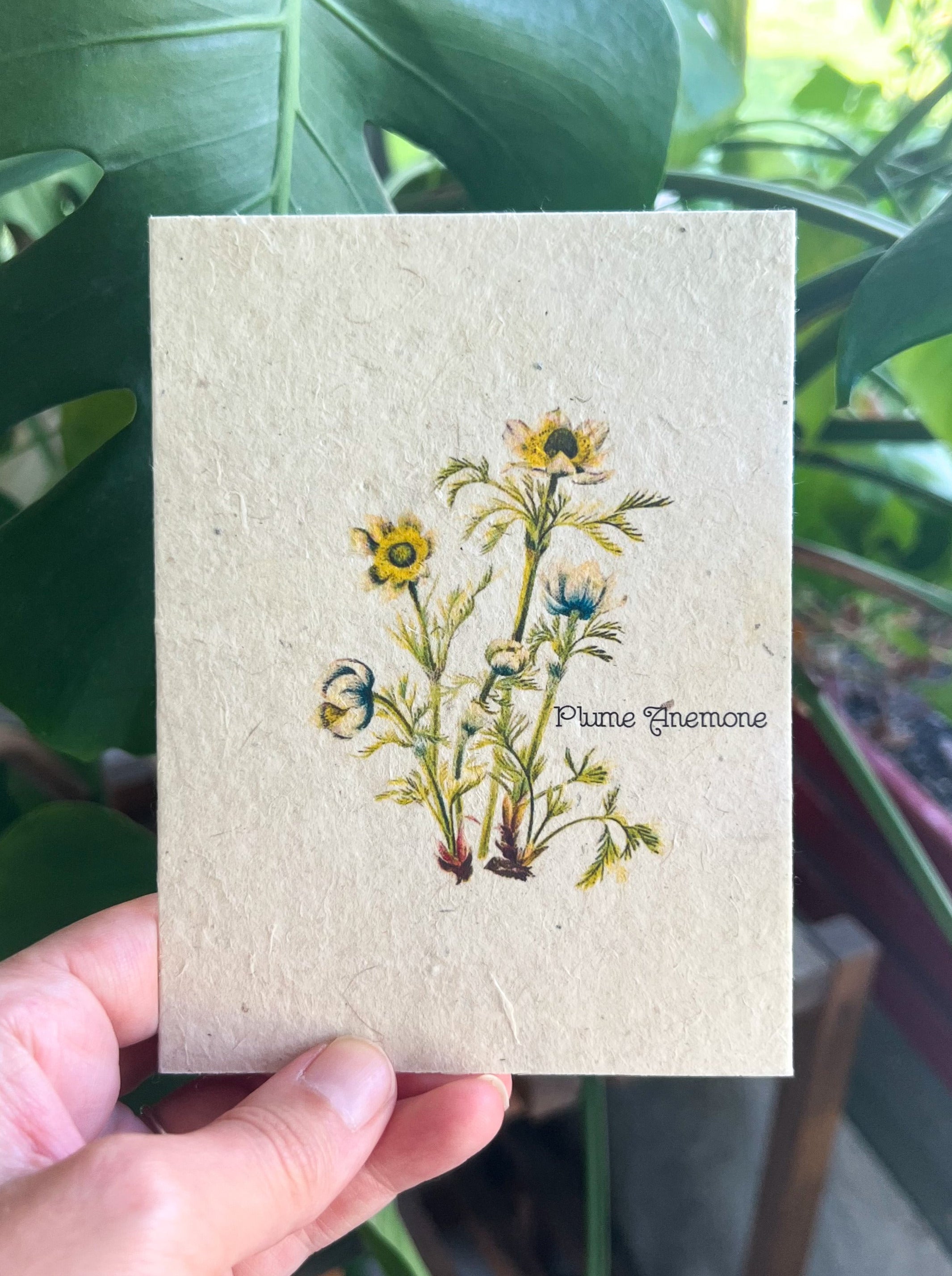 Botanical Plantable Seed Card || Zero Waste || Supports Women || Eco-friendly || MVW9