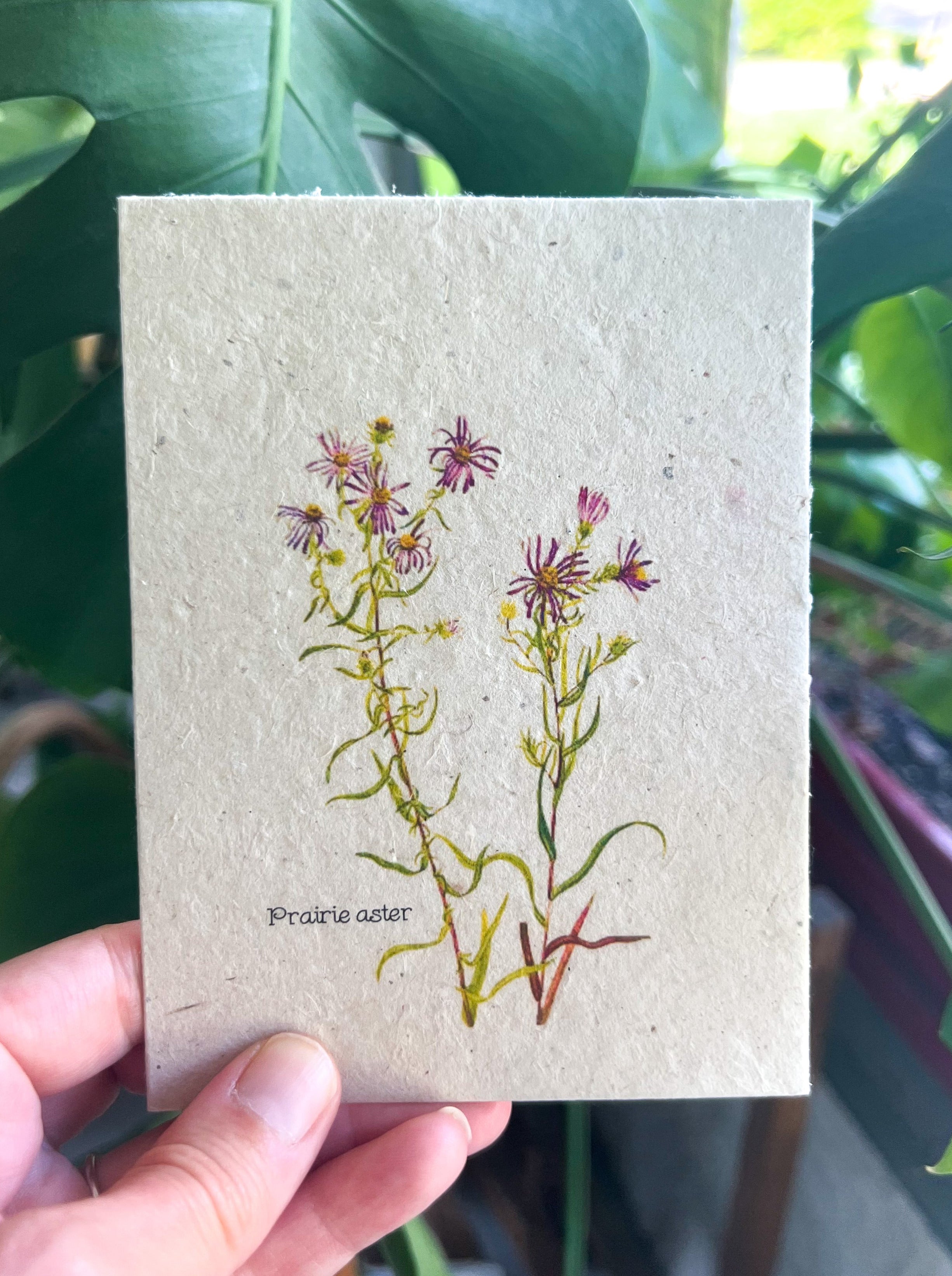 Botanical Plantable Seed Card || Zero Waste || Supports Women || Eco-friendly || MVW19