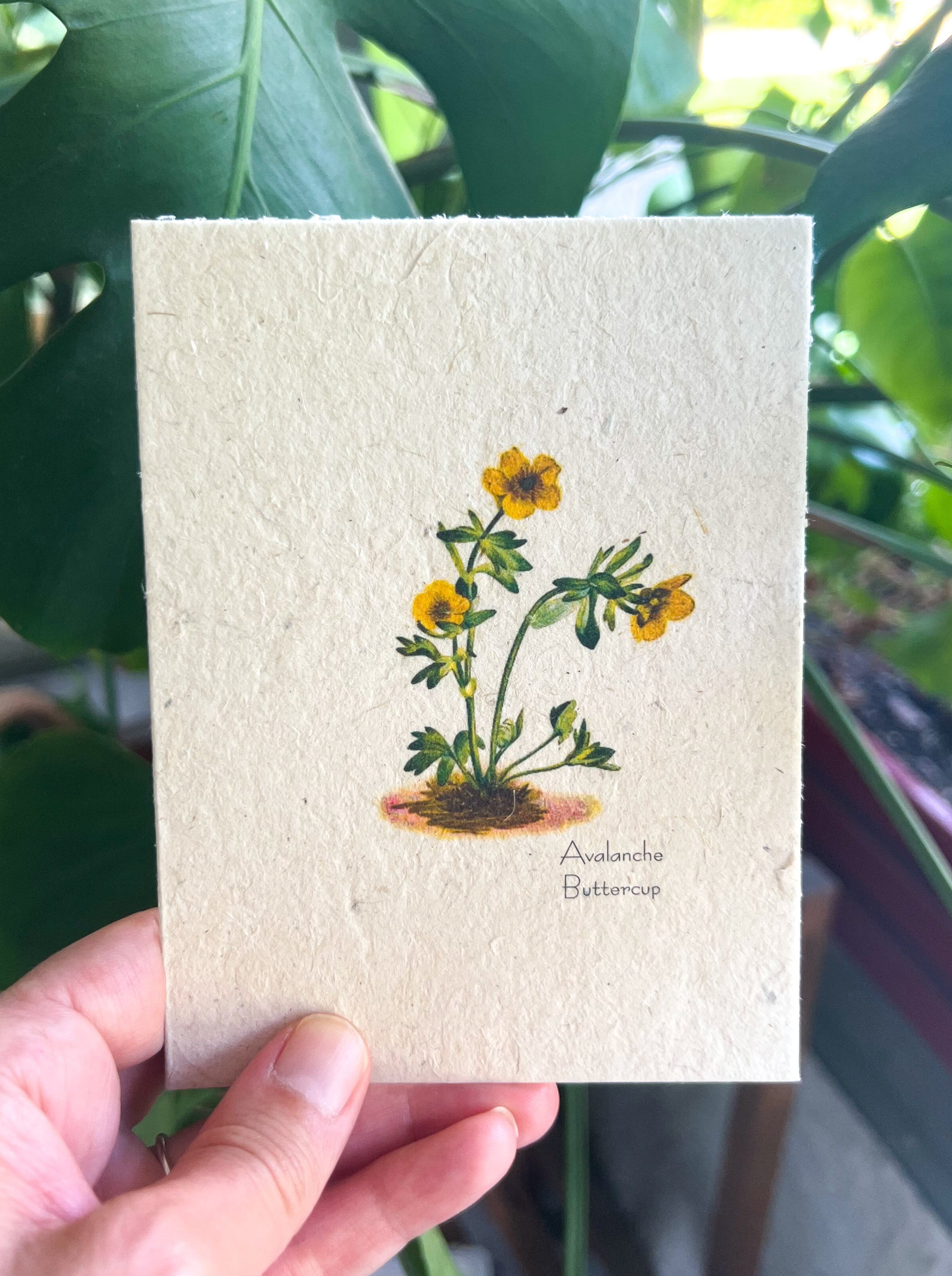 Botanical Plantable Seed Card || Zero Waste || Supports Women || Eco-friendly || MVW20