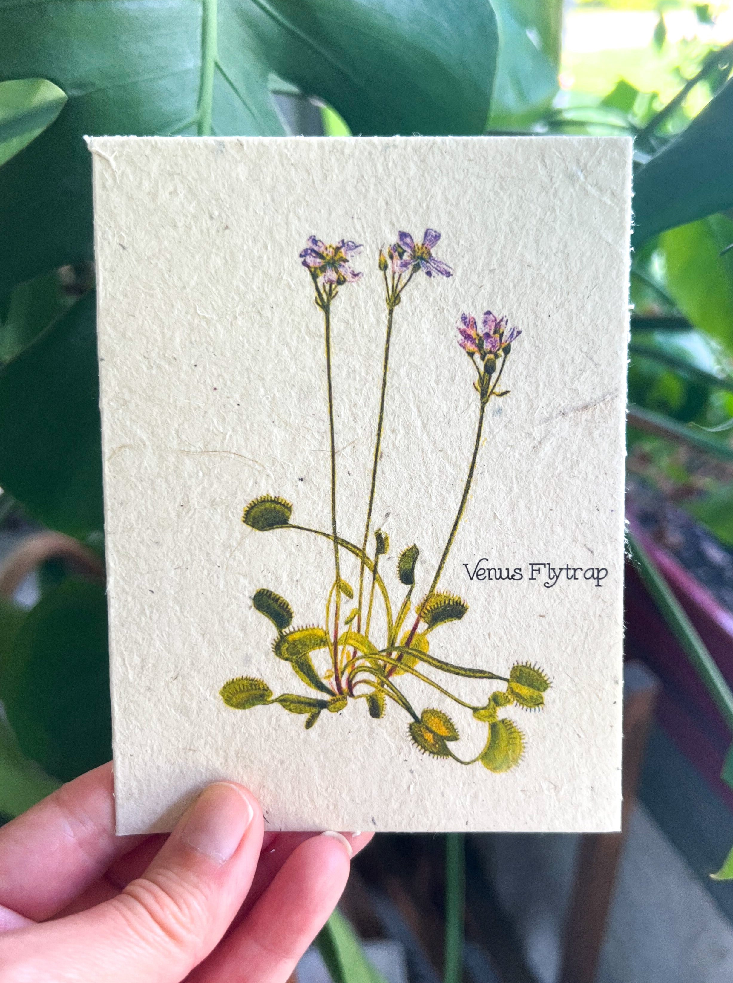 Botanical Plantable Seed Card || Zero Waste || Supports Women || Eco-friendly || MVW24