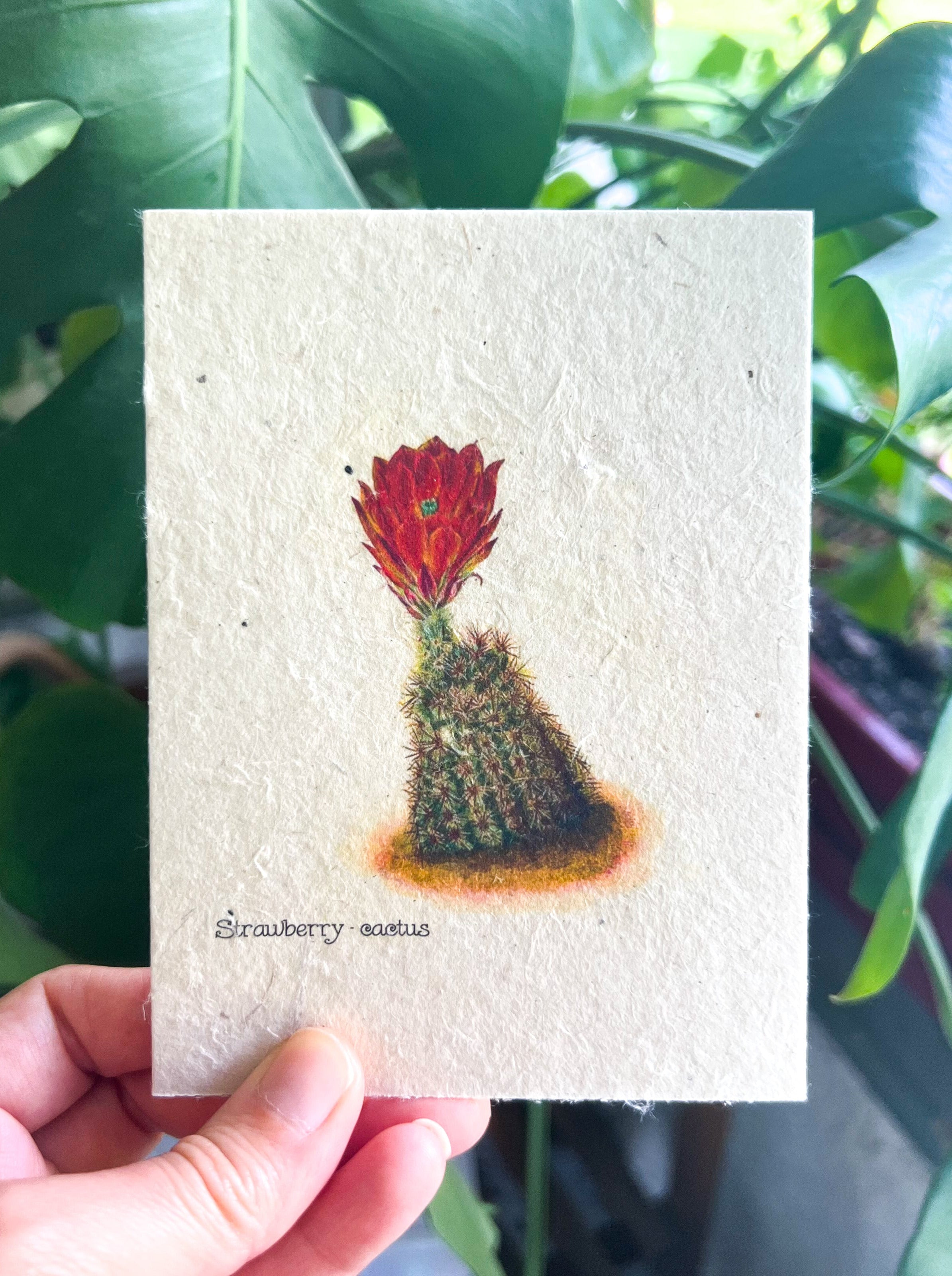Botanical Plantable Seed Card || Zero Waste || Supports Women || Eco-friendly || MVW33