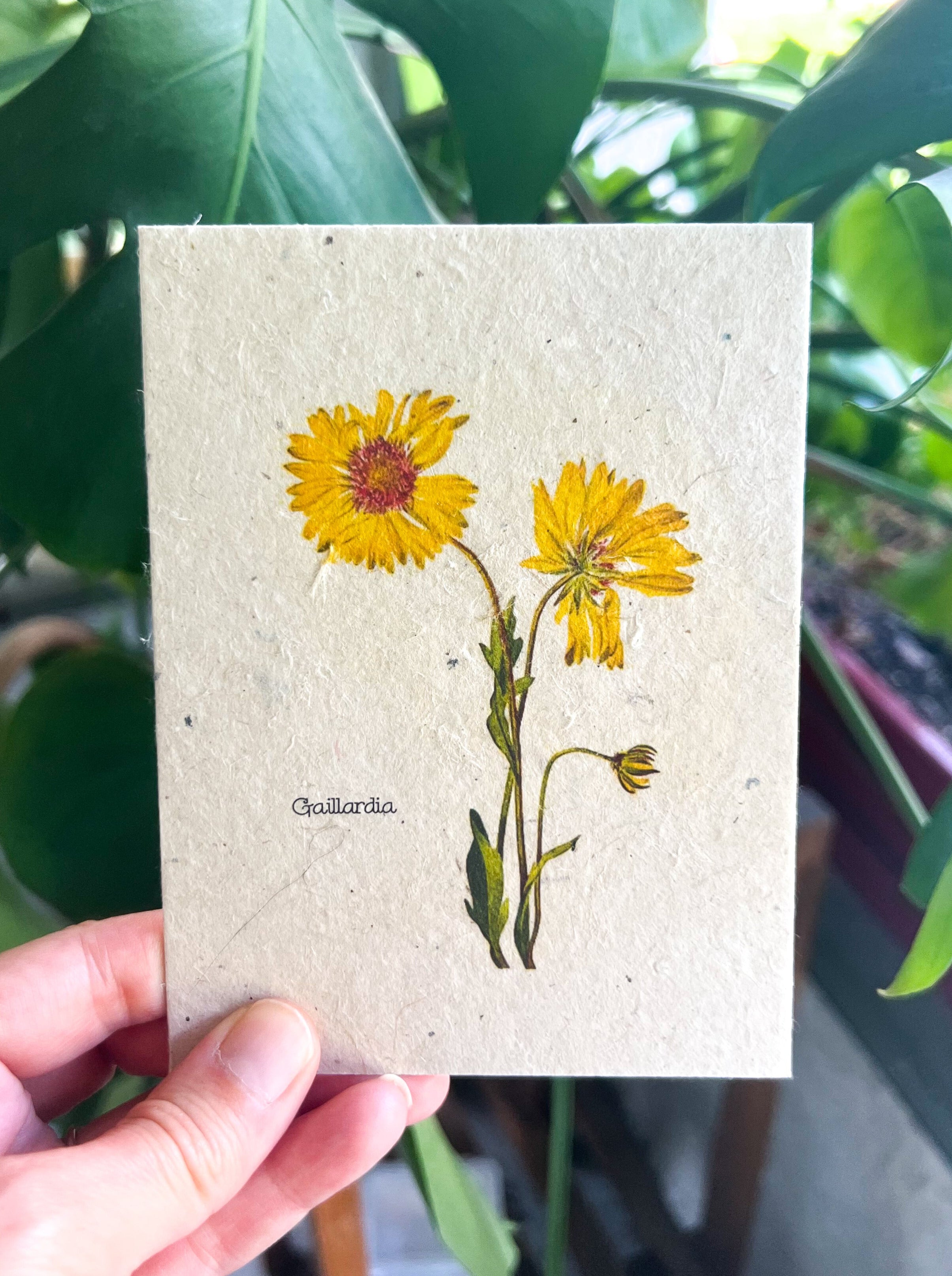Botanical Plantable Seed Card || Zero Waste || Supports Women || Eco-friendly || MVW22