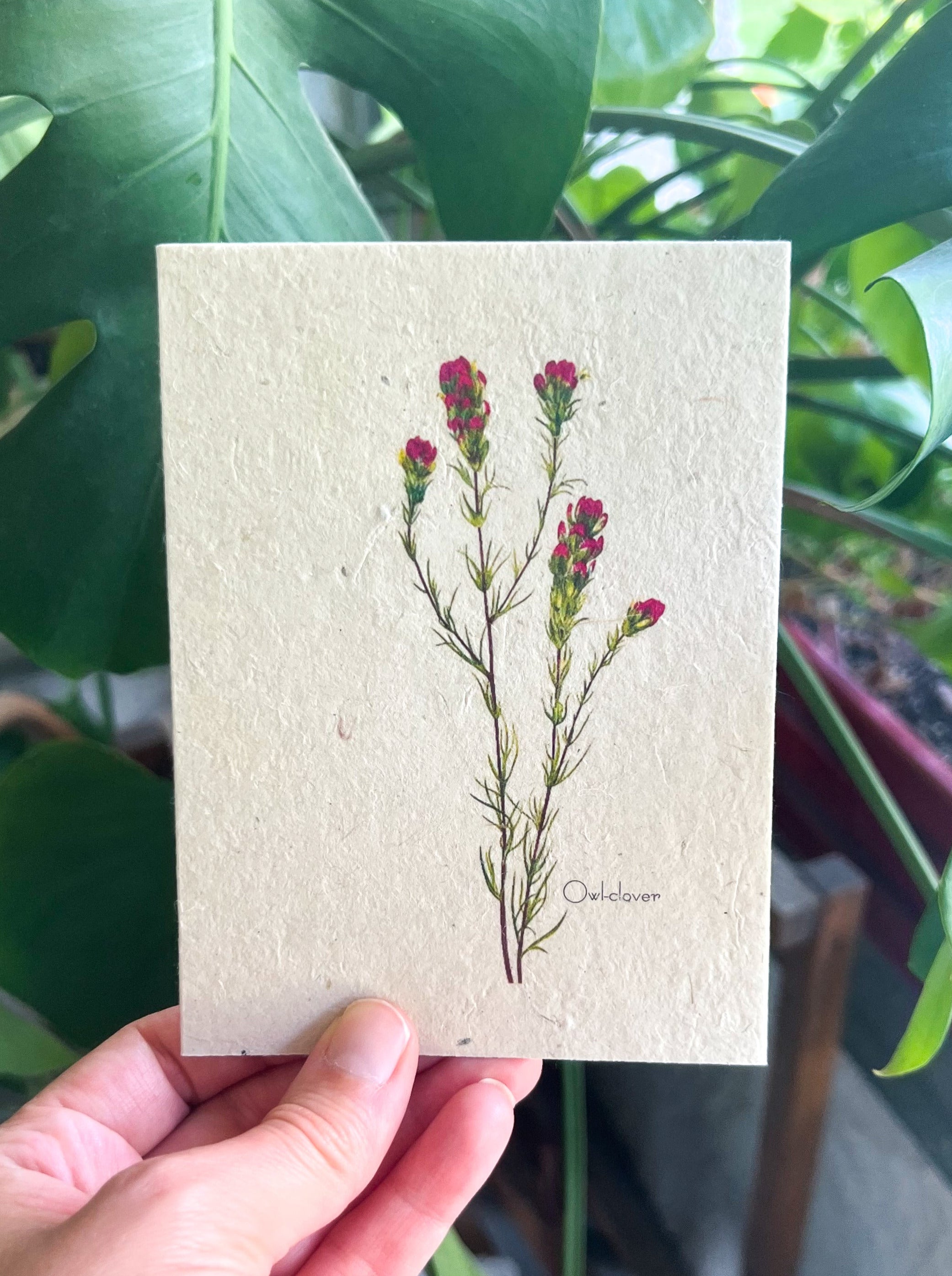 Botanical Plantable Seed Card || Zero Waste || Supports Women || Eco-friendly || MVW29