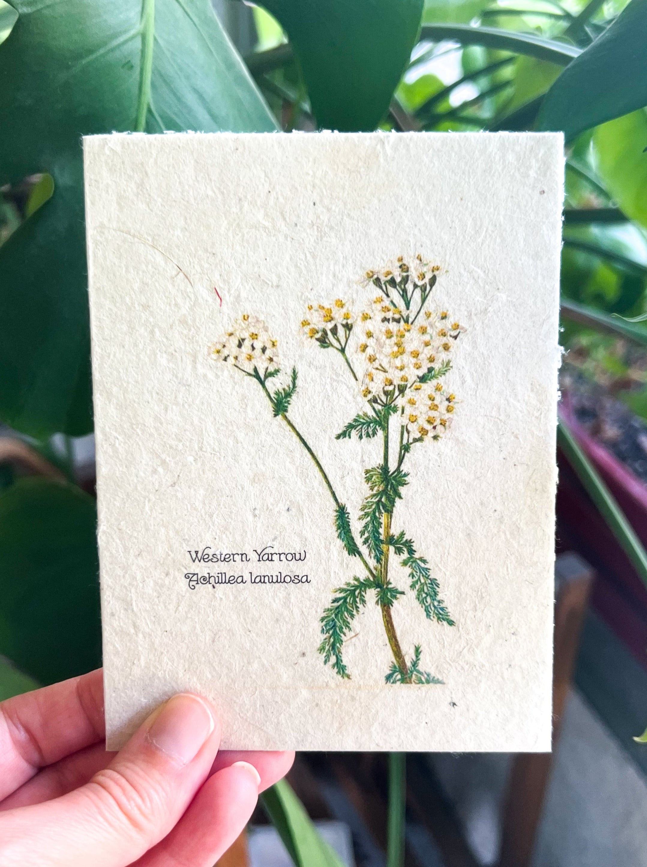 Botanical Plantable Seed Card || Zero Waste || Supports Women || Eco-friendly || MVW30