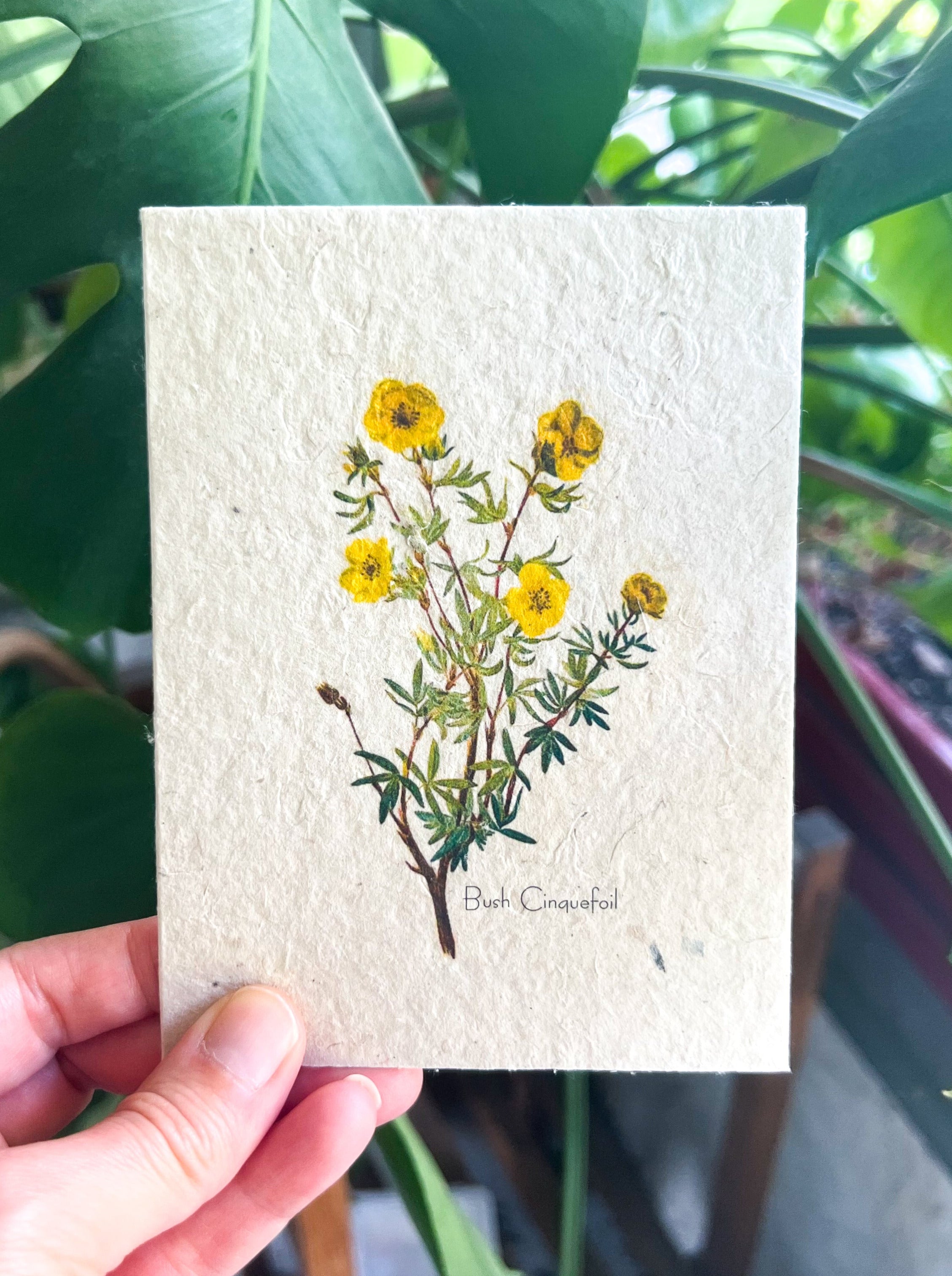 Botanical Plantable Seed Card || Zero Waste || Supports Women || Eco-friendly || MVW31