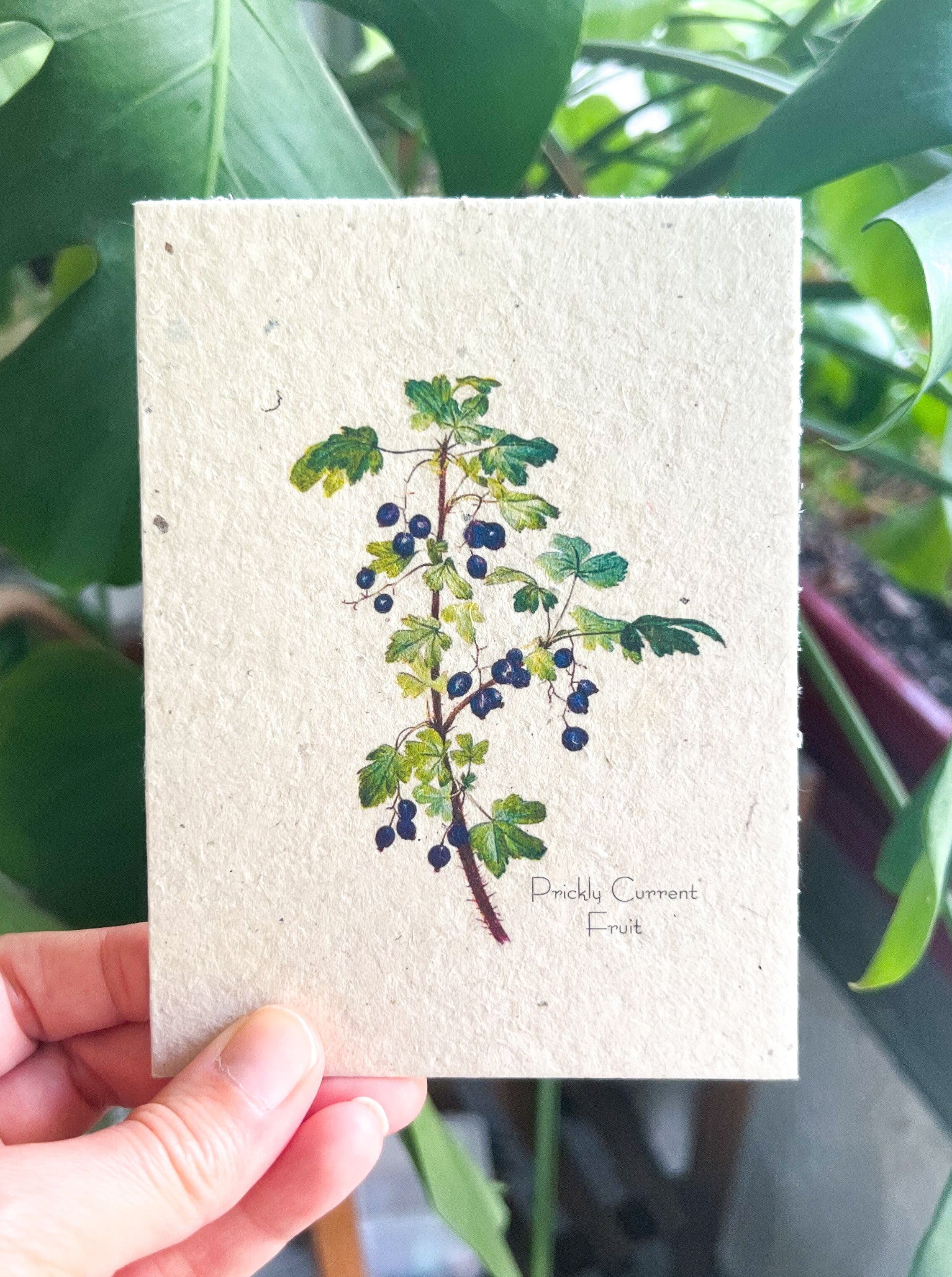 Botanical Plantable Seed Card || Zero Waste || Supports Women || Eco-friendly || MVW34