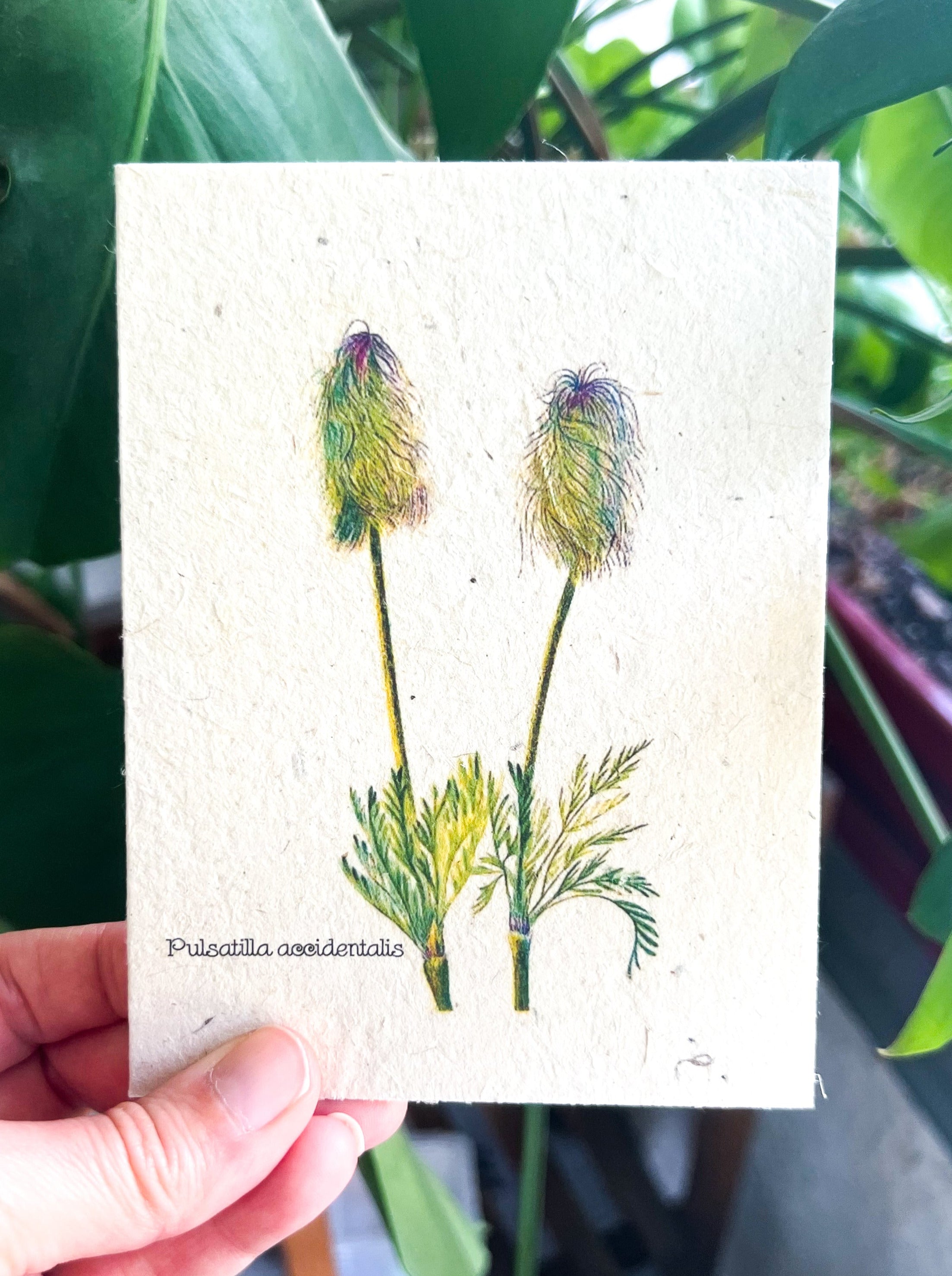 Botanical Plantable Seed Card || Zero Waste || Supports Women || Eco-friendly || MVW35