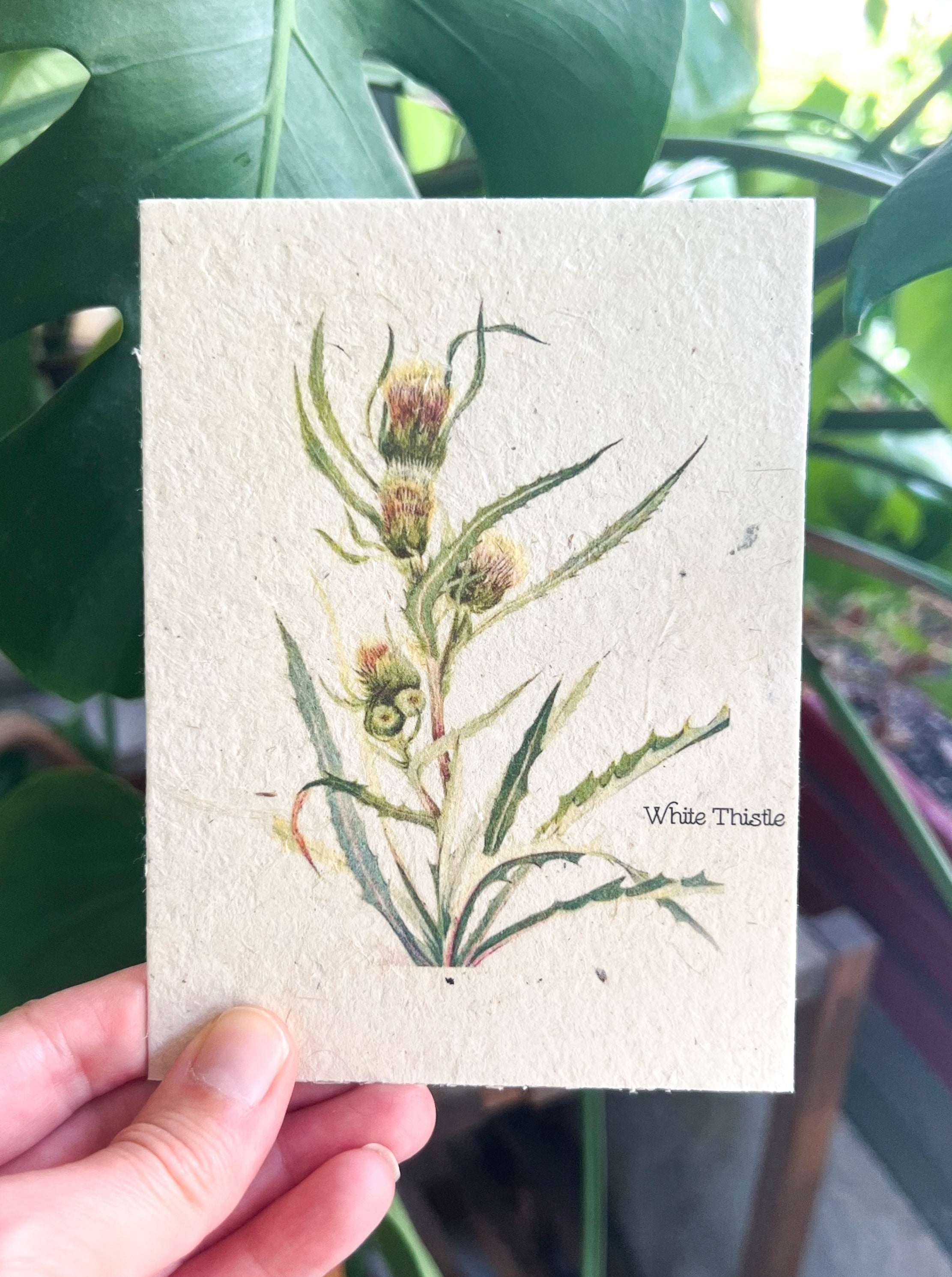 Botanical Plantable Seed Card || Zero Waste || Supports Women || Eco-friendly || MVW36