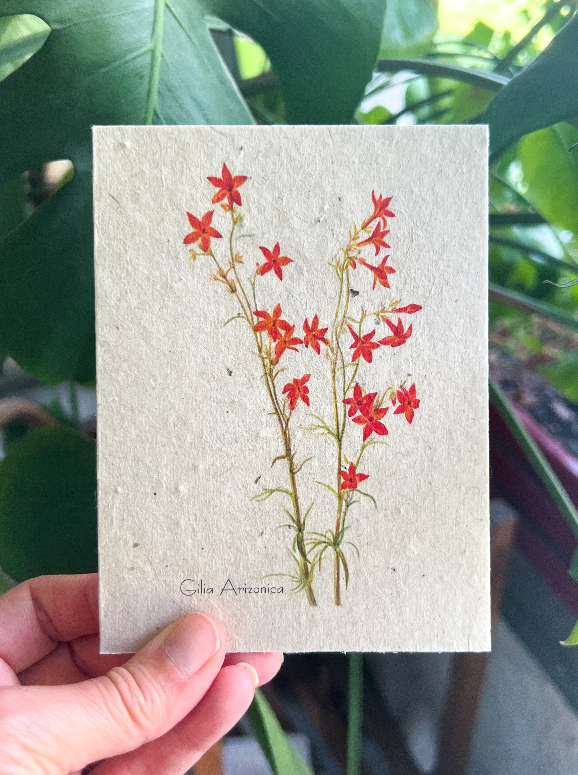 Botanical Plantable Seed Card || Zero Waste || Supports Women || Eco-friendly || MVW37