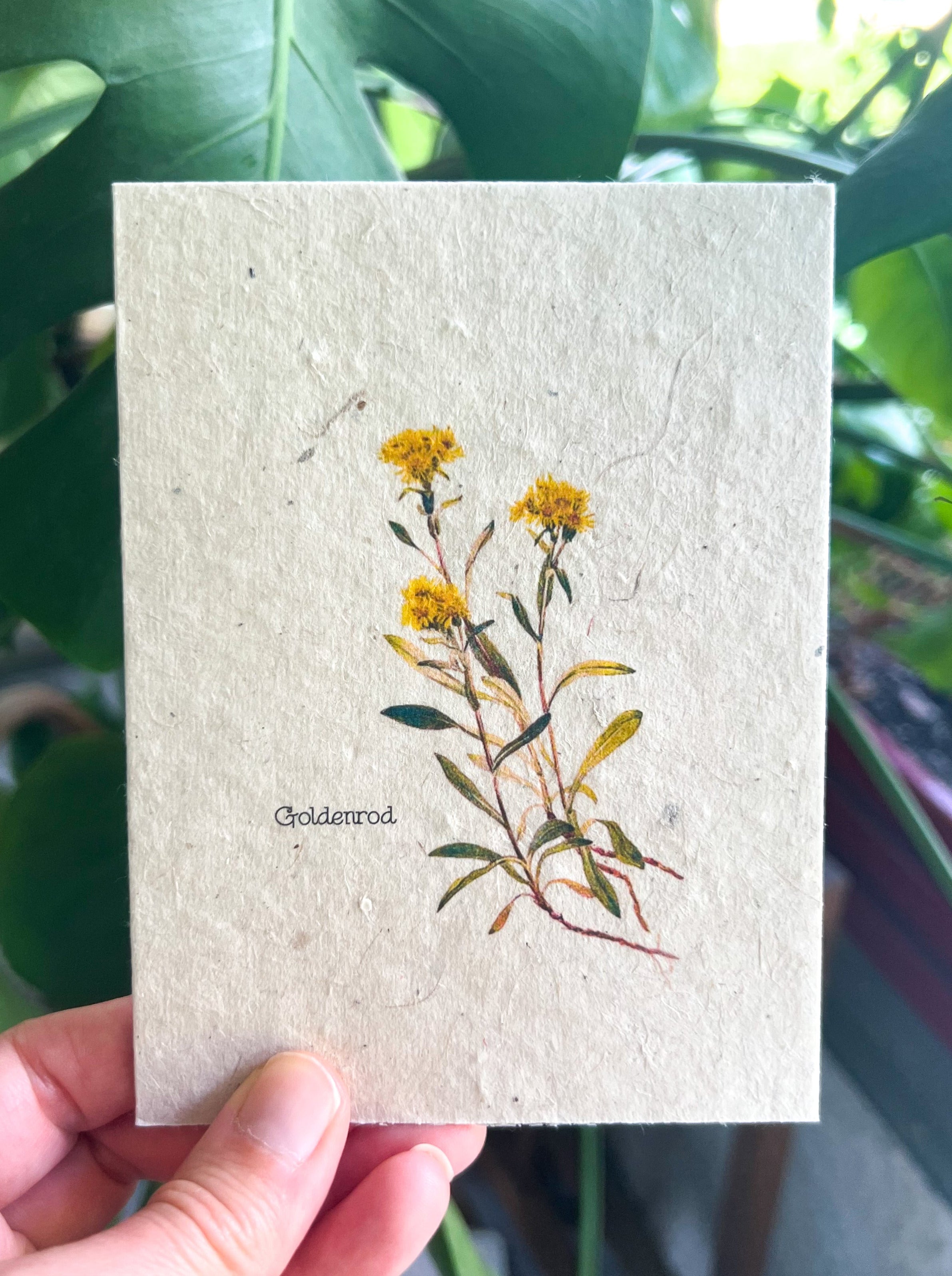 Botanical Plantable Seed Card || Zero Waste || Supports Women || Eco-friendly || MVW38