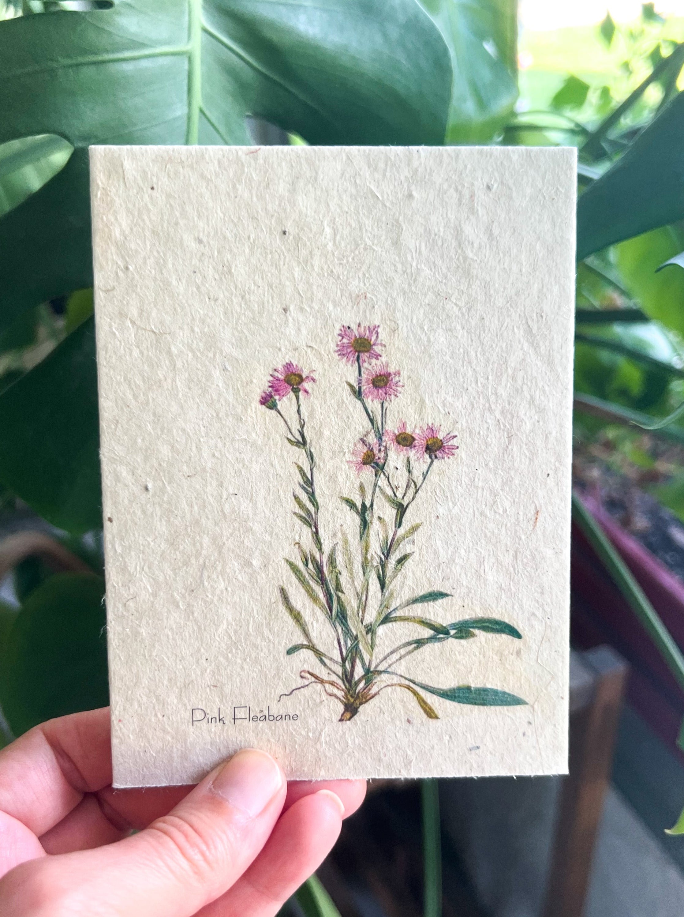 Botanical Plantable Seed Card || Zero Waste || Supports Women || Eco-friendly || MVW40
