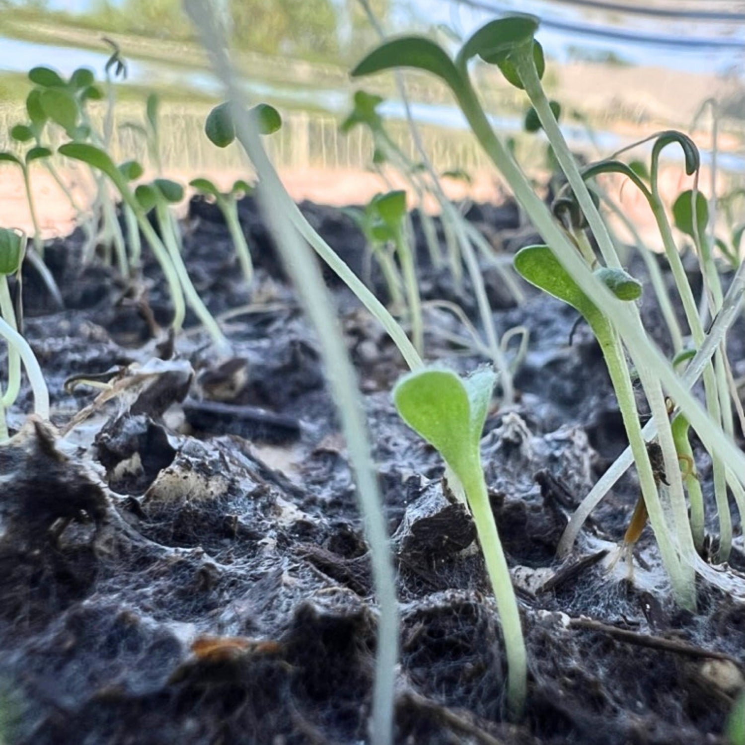 All-Occasion Cards + Personal Note – Plantable Seed Paper, Wildflower Assortment – 6-Pack