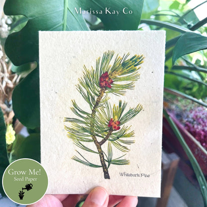 All-Occasion Card + Personal Note – Plantable Seed Paper, Whitebark Pine– Single