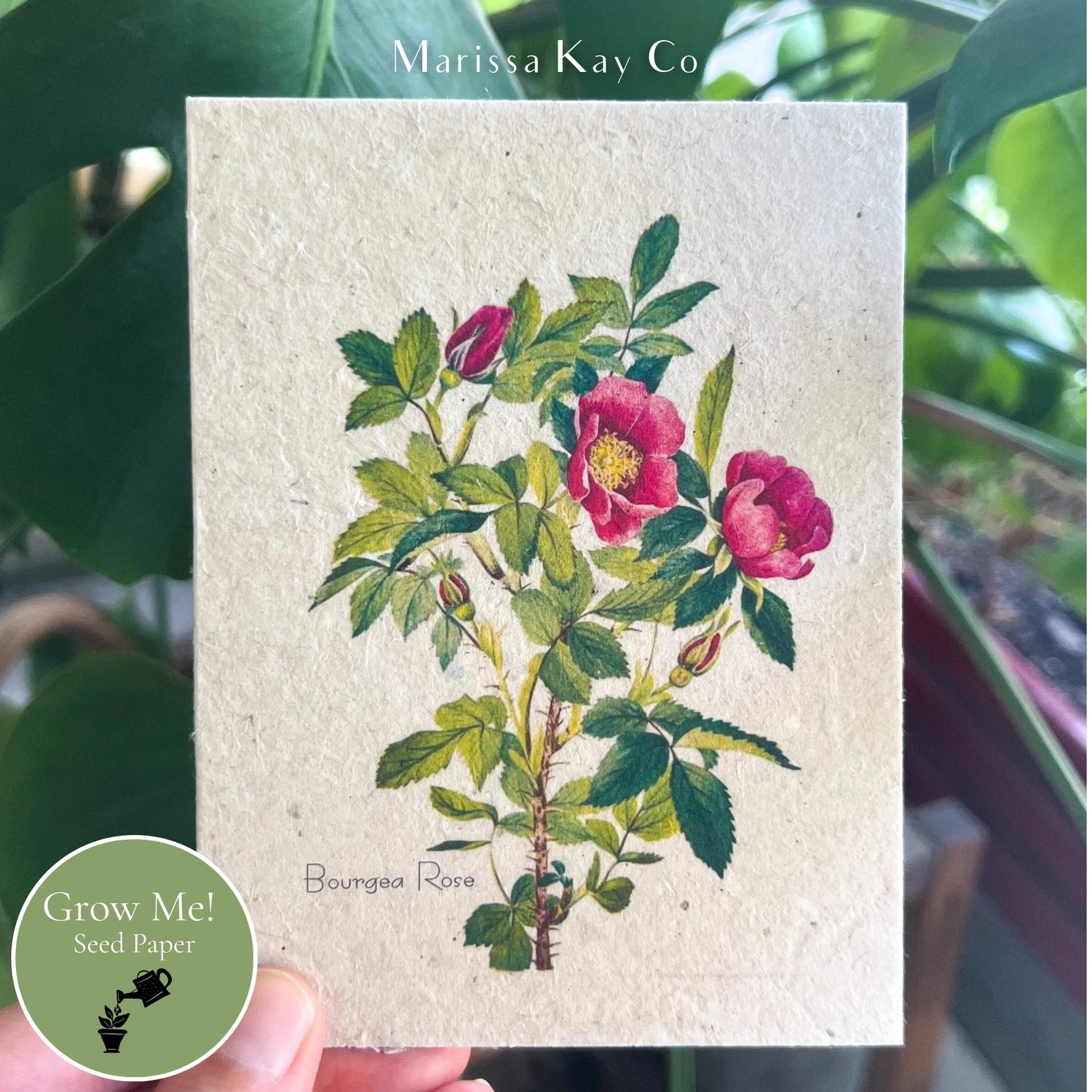 All-Occasion Card + Personal Note – Plantable Seed Paper, Wild Rose – Single