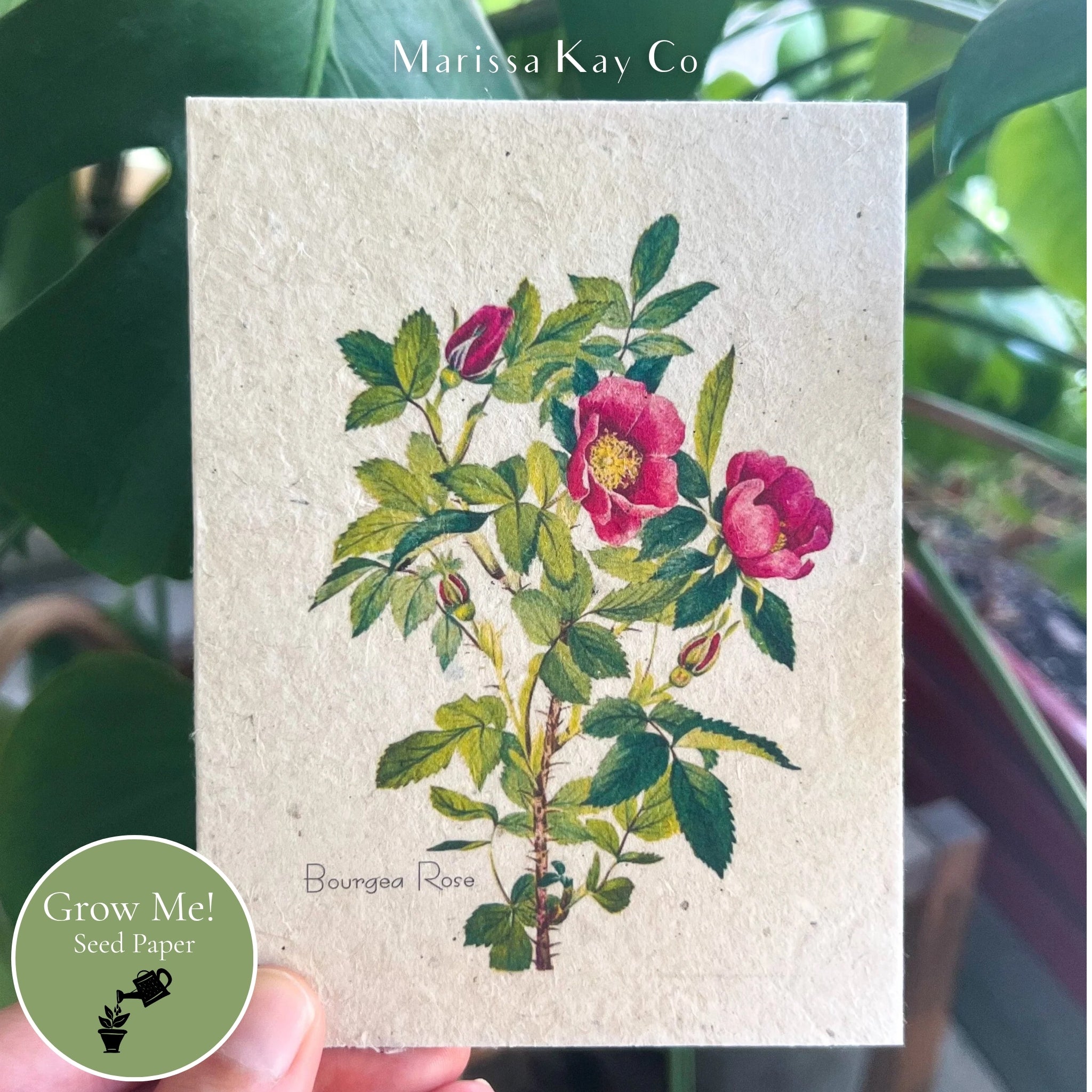 All-Occasion Card + Personal Note – Plantable Seed Paper, Wild Rose – Single