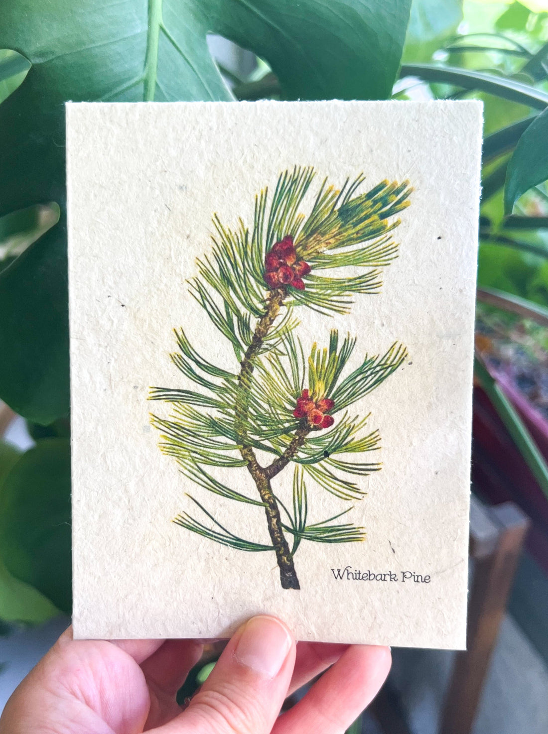 Botanical Plantable Seed Card || Zero Waste || Supports Women || Eco-friendly || MVW6