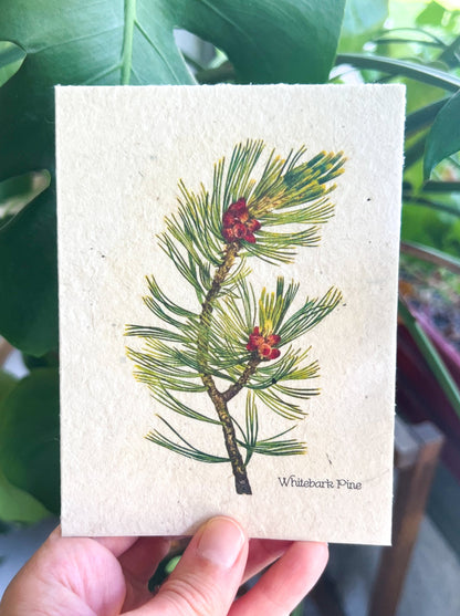 Botanical Plantable Seed Card || Zero Waste || Supports Women || Eco-friendly || MVW6