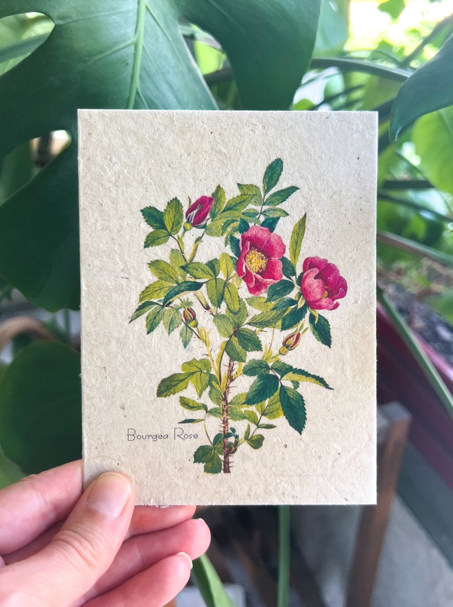 greeting cards with flower seeds in them Botanical Art Plantable Greeting Card on Handmade Seed Paper for All Occasions - MVW21
