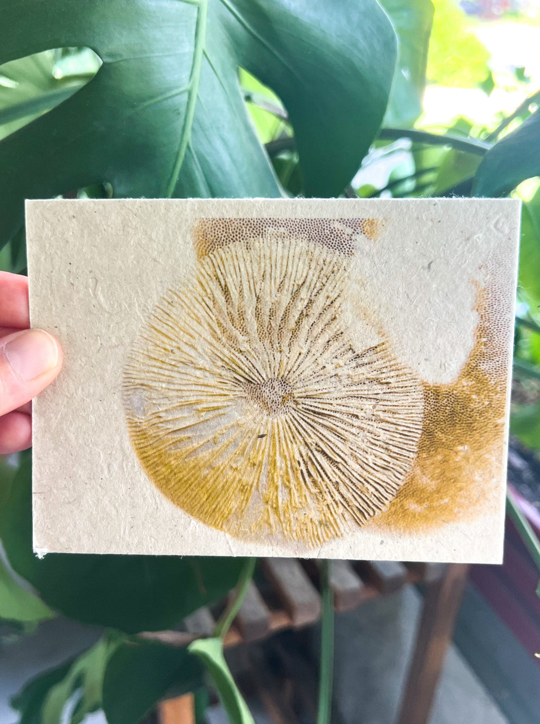 Botanical Plantable Seed Card || Zero Waste || Supports Women || Eco-friendly || MVW23