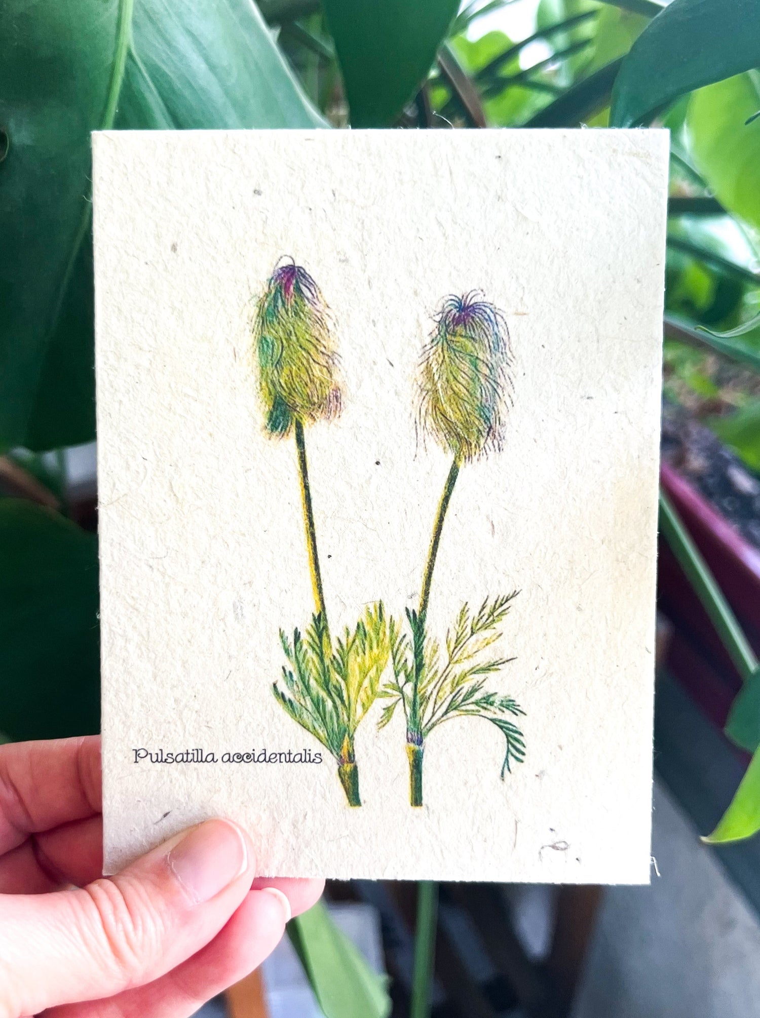 Botanical Plantable Seed Card || Zero Waste || Supports Women || Eco-friendly || MVW35