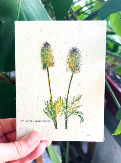 Botanical Plantable Seed Card || Zero Waste || Supports Women || Eco-friendly || MVW35