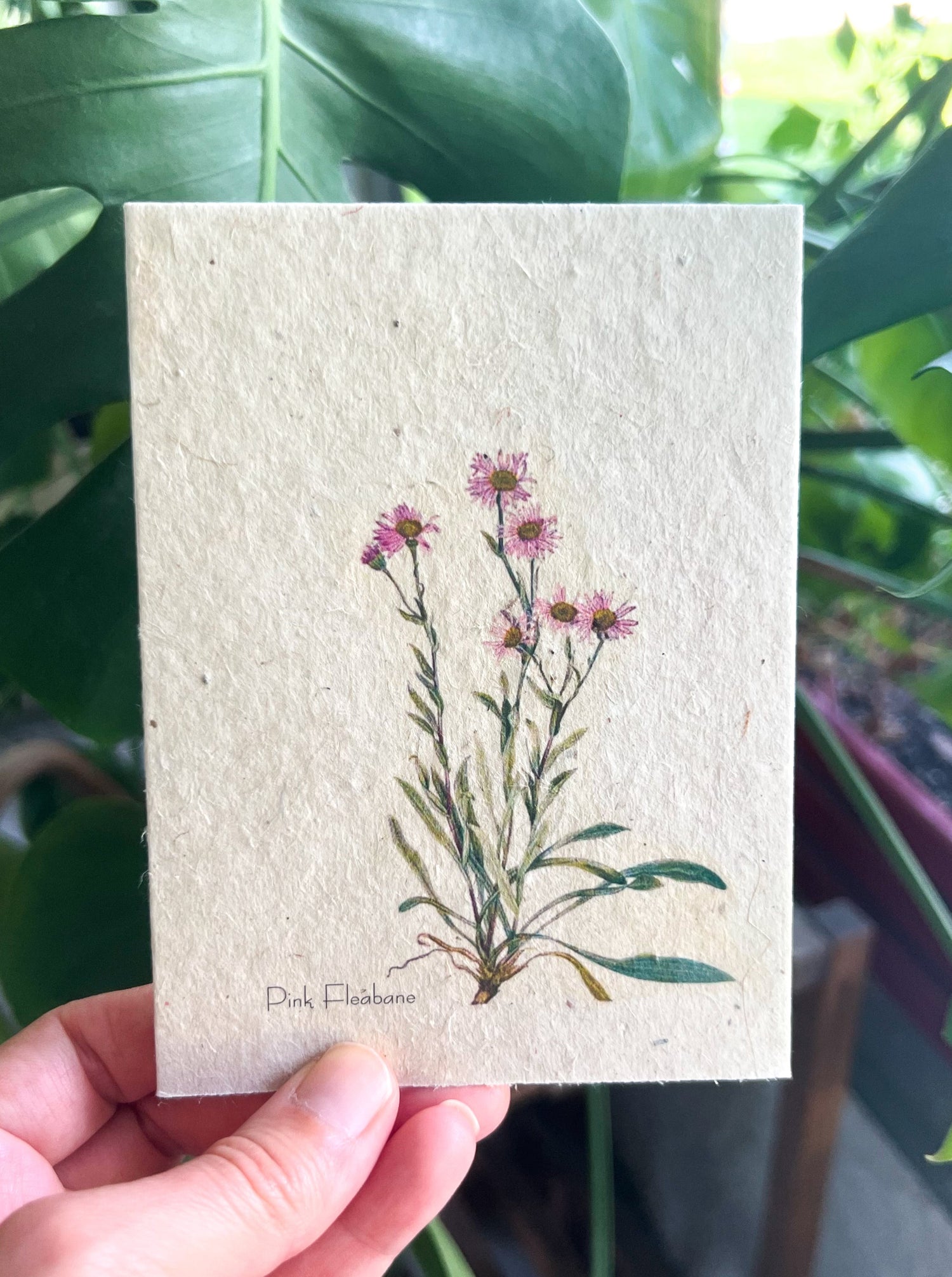 Botanical Plantable Seed Card || Zero Waste || Supports Women || Eco-friendly || MVW40