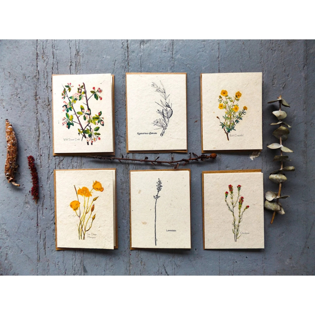 Plantable Seed Cards || Supports Women In Nepal || Wildflower Seed Paper || Eco-Friendly || 6 or 8 Pack || Value Pack-3
