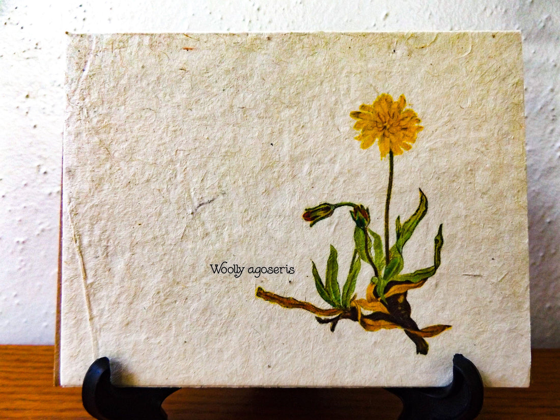 Plantable Vintage Botanical Cards || 6 Pack || Wildflower Seed Paper || Beyond Zero Waste || Woolly agoseris || Eco-friendly || Supports Women