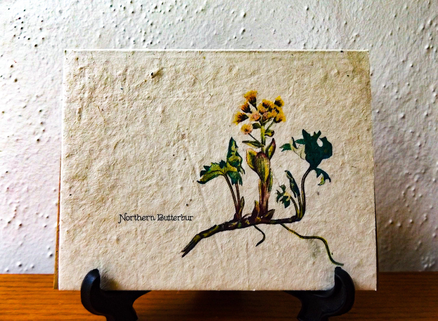 Plantable Vintage Botanical Cards || Wildflower Seed Paper || Northern Butterbur || Supports Women in Nepal || Eco-friendly