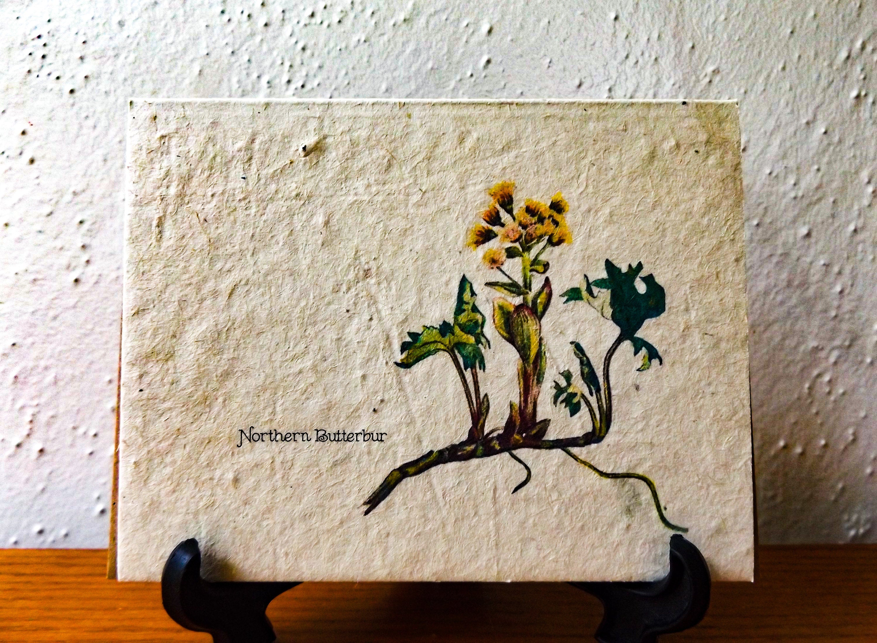 Plantable Vintage Botanical Cards || Wildflower Seed Paper || Northern Butterbur || Supports Women in Nepal || Eco-friendly