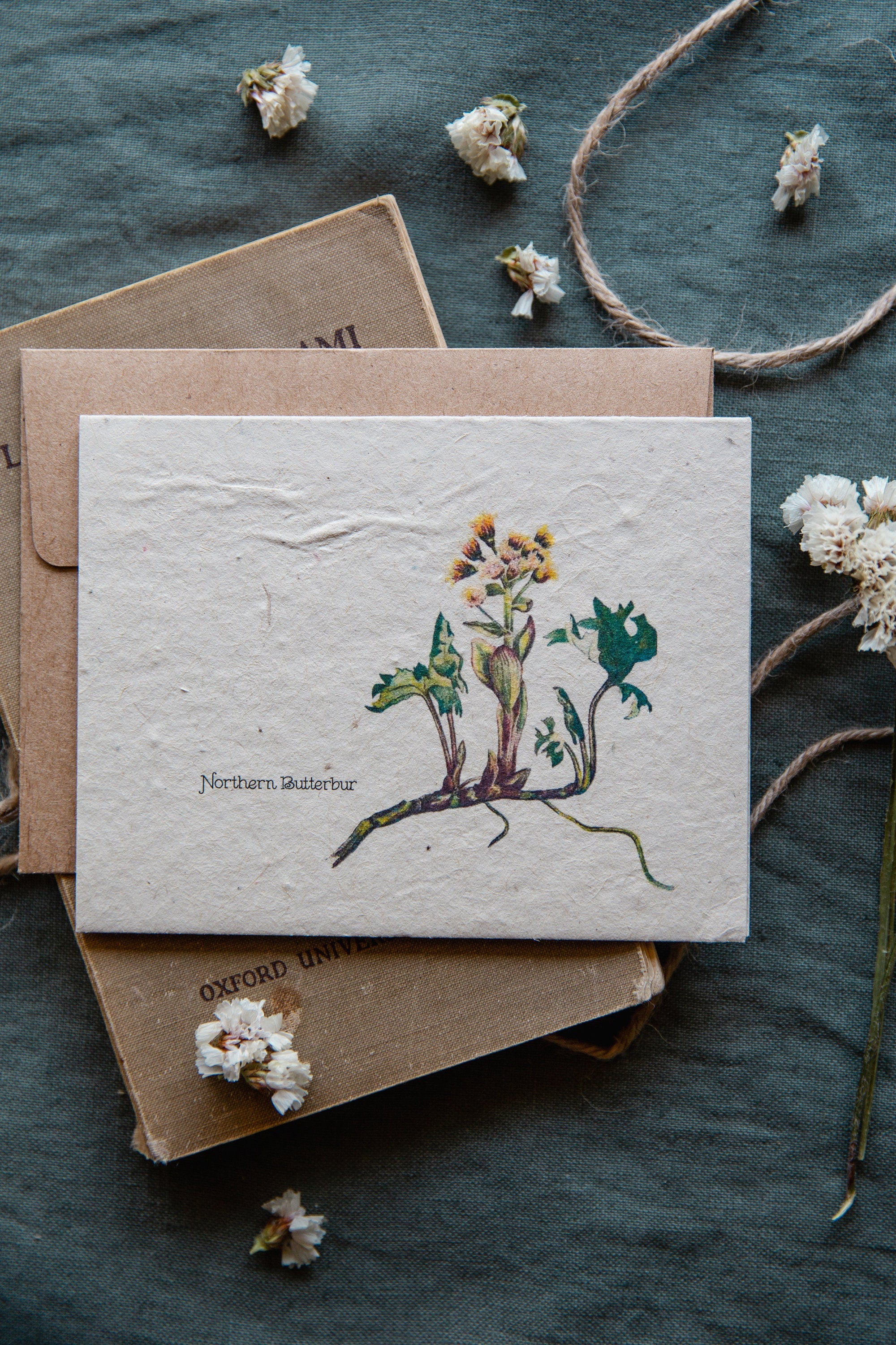 Plantable Vintage Botanical Cards || Wildflower Seed Paper || Northern Butterbur || Supports Women in Nepal || Eco-friendly