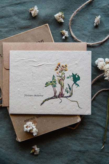 Plantable Vintage Botanical Cards || Wildflower Seed Paper || Northern Butterbur || Supports Women in Nepal || Eco-friendly