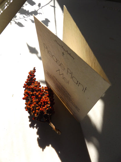 Plantable Happy Holidays Card || Supports Women || Wildflower Seed Paper || Eco-Friendly || Yaupon
